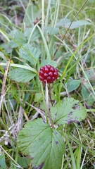 Rubus arcticus acaulis