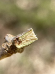 Neuroterus escharensis