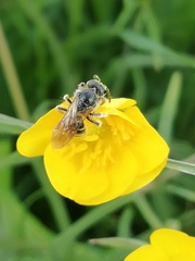 Halictinae