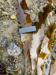 Laminaria ephemera