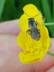 Halictinae