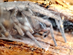 Gnaphosidae