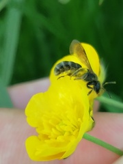 Halictinae