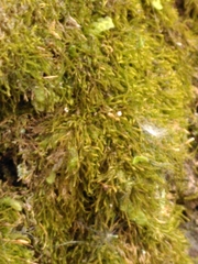 Amblystegium