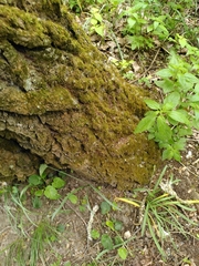 Amblystegium