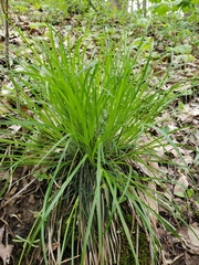 Carex jamesii