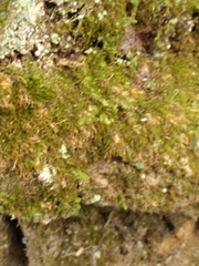 Amblystegium