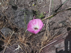 Convolvulus chilensis