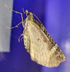 Chloroclysta siterata