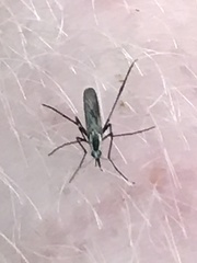 Aedes triseriatus