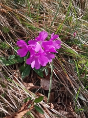 Primula glaucescens