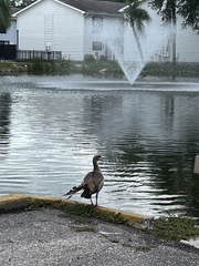 Alopochen aegyptiaca image