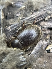 Eleodes littoralis