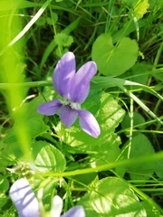 Viola
