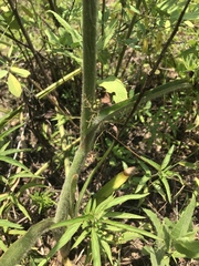 Tradescantia reverchonii