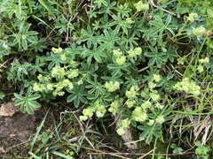 Alchemilla conjuncta
