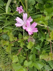 Sidalcea diploscypha