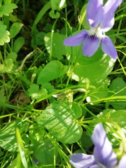 Viola