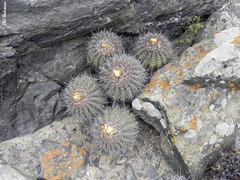 Copiapoa echinoides