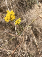 Nidorella resedifolia