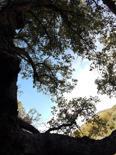 Image of Nothofagus glauca by (c) Javier Conejeros Gastó, some rights reserved (CC BY)