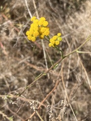 Nidorella resedifolia