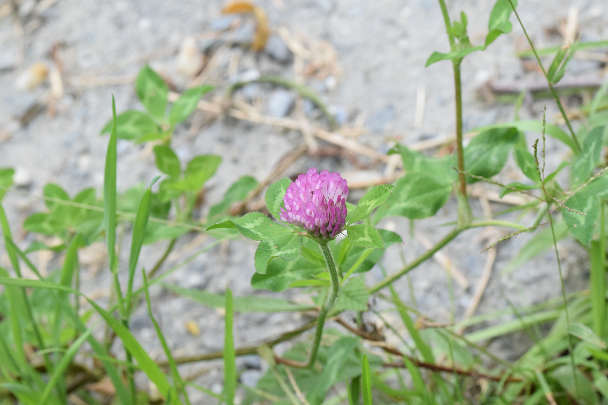 Trifolium image