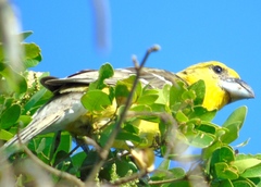 Pheucticus chrysopeplus