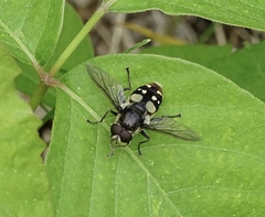 Sericomyia lata