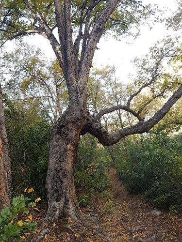 Image of Nothofagus glauca by (c) Javier Conejeros Gastó, some rights reserved (CC BY)