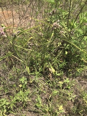 Tradescantia reverchonii