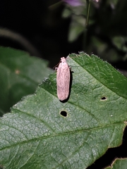 Platyedra subcinerea