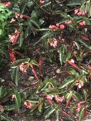 Begonia coccinea