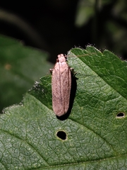Platyedra subcinerea