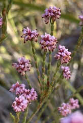 Erica articularis