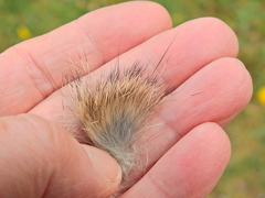 Oryctolagus cuniculus