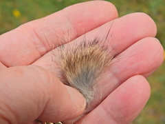 Oryctolagus cuniculus