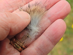 Oryctolagus cuniculus