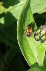 Andrena nigroaenea