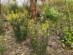 Erysimum crepidifolium