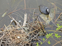 Fulica atra