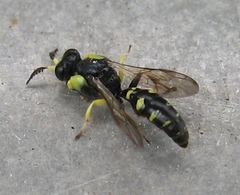 Crabro argusinus