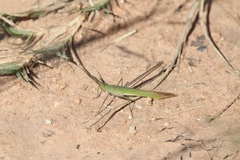 Acrida acuminata