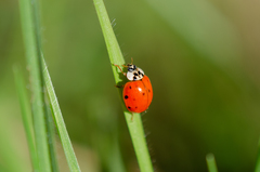 Harmonia axyridis