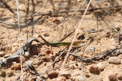 Acrida acuminata