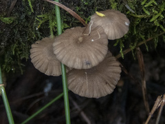 Roridomyces austrororidus