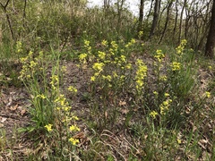 Erysimum crepidifolium