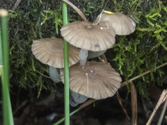 Roridomyces austrororidus