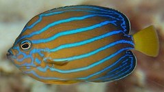 Blue-Striped Angelfish photo 2