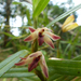 Maxillaria dendrobioides - Photo (c) guyrufray, algunos derechos reservados (CC BY-NC)